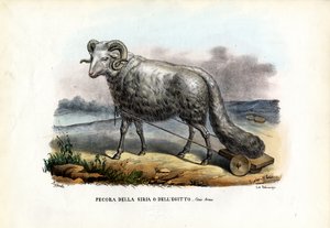 Fat-Tailed Sheep、1863-79